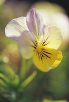 Viola, Viola hybrida 'Lolita Lemon Blue'.