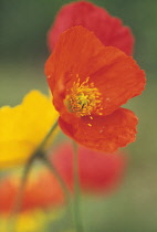 Poppy, Icelandic poppy, Papaver croceum 'Hazy Days'.