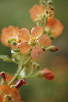 Globemallow, Sphaeralcea incana.