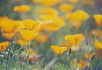 Poppy, Californian poppy, Eschscholzia californica.