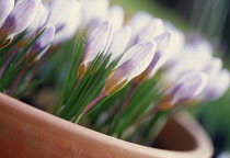 , Crocus.