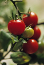 Tomato, Lycopersicon esculentum.