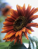 Sunflower, Helianthus 'Prada Red'.