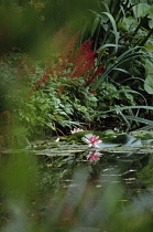 Waterlily, Nymphaea.