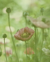 Poppy, Opium poppy, Papaver somniferum.