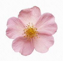 Rose, Rosa 'Sancta'.