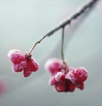 Spindle Tree, Euonymus europaeus.