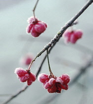 Spindle Tree, Euonymus europaeus.