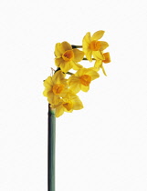 Narcissus, Narcissus tazetta.