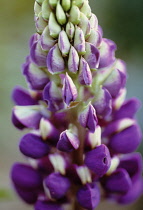 Lupin, Lupinus.