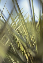 Cordyline, Cordyline australis 'Torbay Dazzler'.