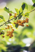 Pyracantha, Firethorn, Pyracantha.