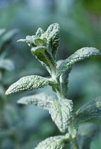 Fleabane, Erigeron.