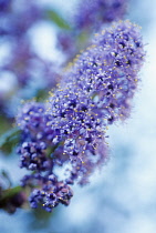 Californian Lilac, Ceanothus.