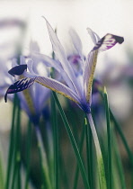 Iris, Iris bakeriana.