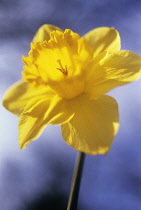 Daffodil, Narcissus.