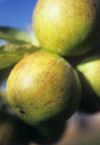 Apple, Malus domestica 'Cox's orange pippin'.