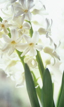 Hyacinth, Hyacinthus.