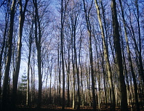 Beech, Fagus sylvatica.