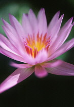 Waterlily, Nymphaea.