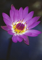 Waterlily, Blue Lotus, Nymphaea capensis 'Cape Blue'.