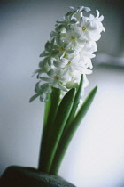 Hyacinth, Hyacinthus.