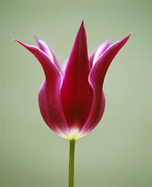 Tulip, Tulipa 'Aladdin'.