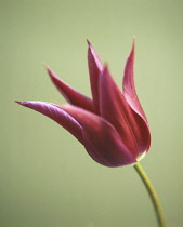 Tulip, Tulipa 'Aladdin'.