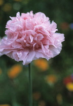 Poppy, Opium poppy, Papaver somniferum.