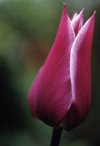 Tulip, Tulipa 'Maytime'.