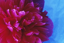 Peony, Paeonia 'Inspector Lavergne'.