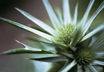 Sea Holly, Eryngium bourgatii.