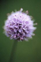 Scabious, Scabiosa australis.