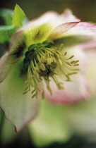 Hellebore, Helleborus hybridus 'Bradfield picotee'.