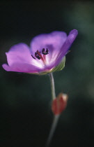 Geranium, Cranesbill, Geranium 'Rosanne'.