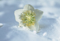 Christmas Rose, Helleborus niger.