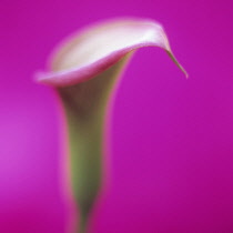 Lily, Arum lily, Calla lily, Arum.