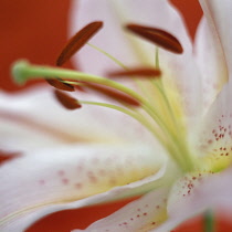 Lily, Lilium.