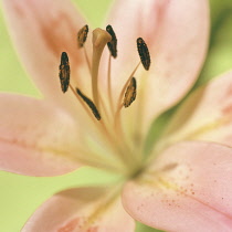 Lily, Lilium 'Highness' (LA Hybrid).