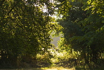 Pear, Pyrus communis.