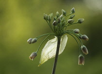 Nectaroscordum, Nectaroscordum siculum bulgaricum.