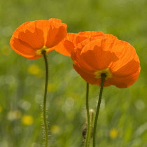 Poppy, Papaver nudicaule, Icelandic poppy, Papaver croceum.