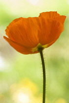 Poppy, Papaver nudicaule, Icelandic poppy, Papaver croceum.