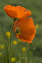 Poppy, Papaver nudicaule, Icelandic poppy, Papaver croceum.