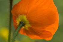 Poppy, Papaver nudicaule, Icelandic poppy, Papaver croceum.