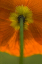 Poppy, Papaver nudicaule, Icelandic poppy, Papaver croceum.