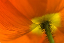 Poppy, Papaver nudicaule, Icelandic poppy, Papaver croceum.