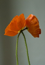 Poppy, Icelandic poppy, Papaver croceum 'Summer Breeze'.