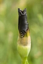 Iris, Black iris, Iris chrysographes.