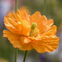 Poppy, Papaver.